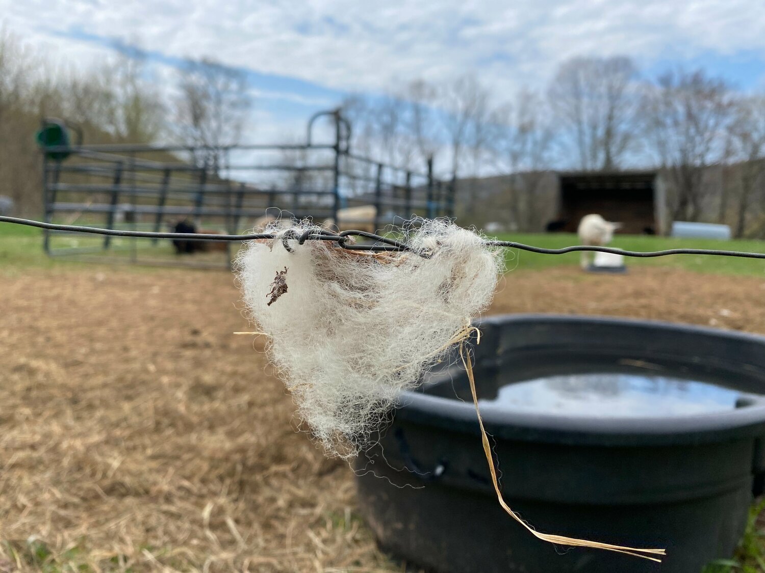 Wool scatters with the wind.